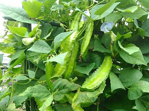 四角豆の育て方 種まきや苗の植え付け時期は プランター栽培もok Greensnap グリーンスナップ