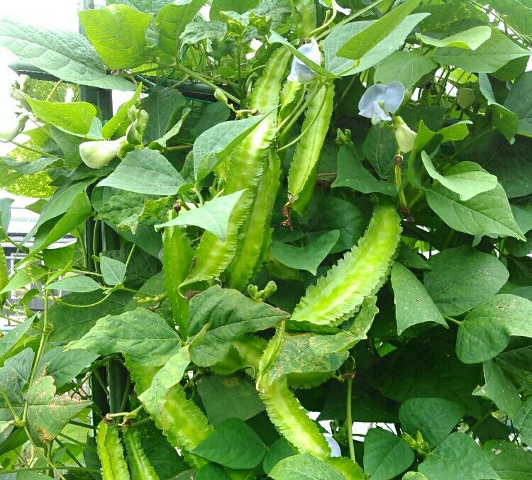 四角豆の育て方 種まきや苗の植え付け時期は プランター栽培もok Greensnap グリーンスナップ