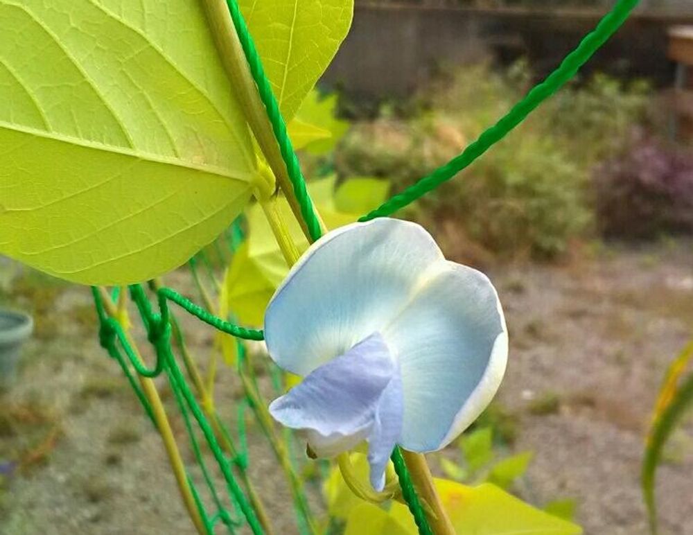 四角豆　青い花
