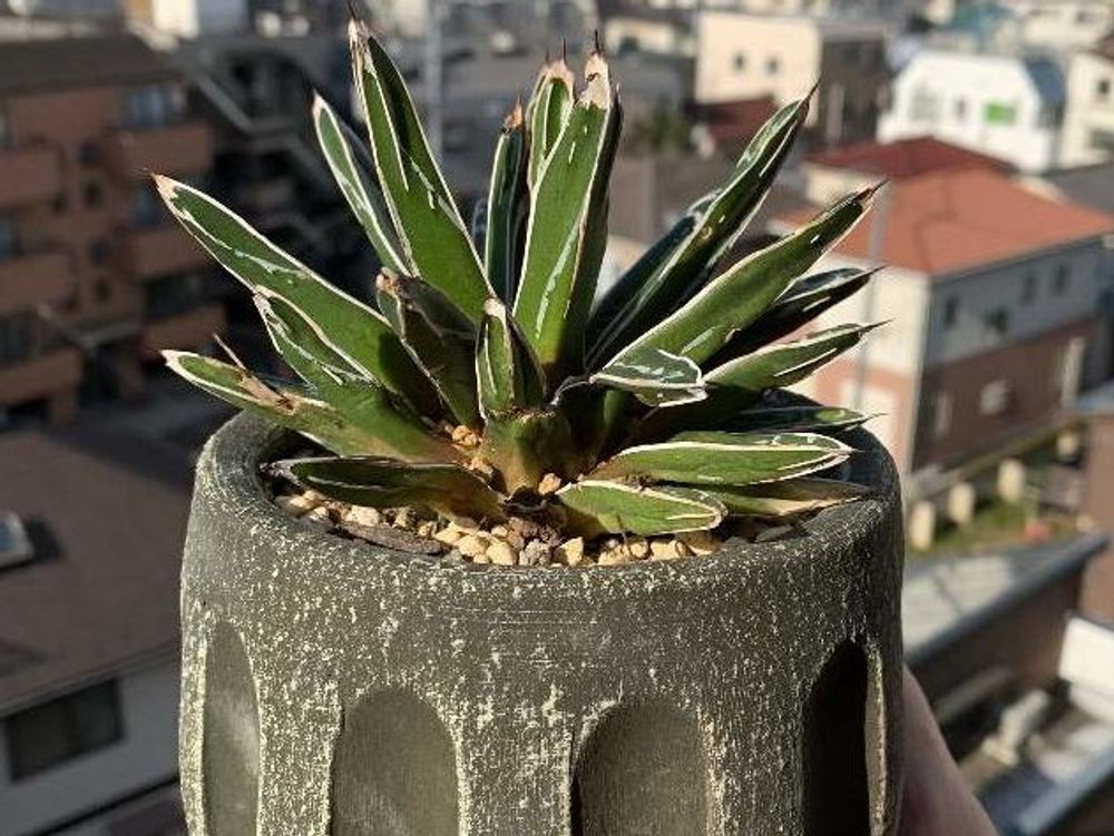 アガベ・笹の雪　鉢植え