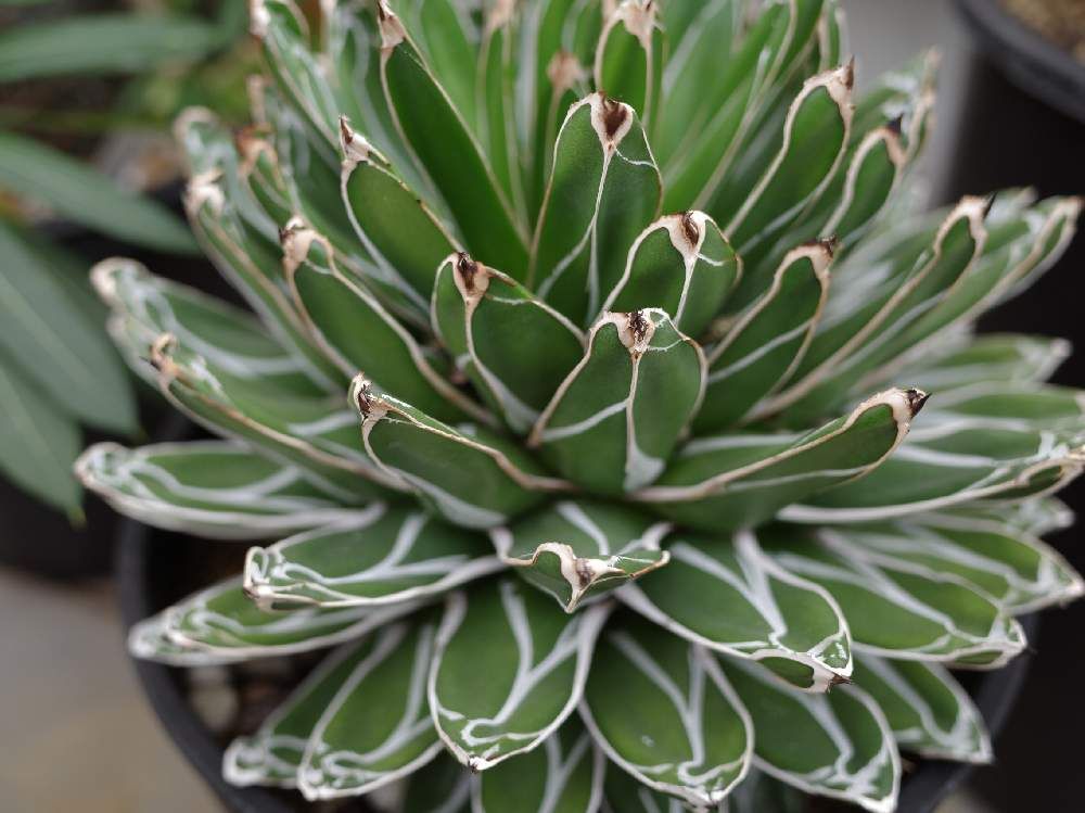 アガベ・笹の雪　株