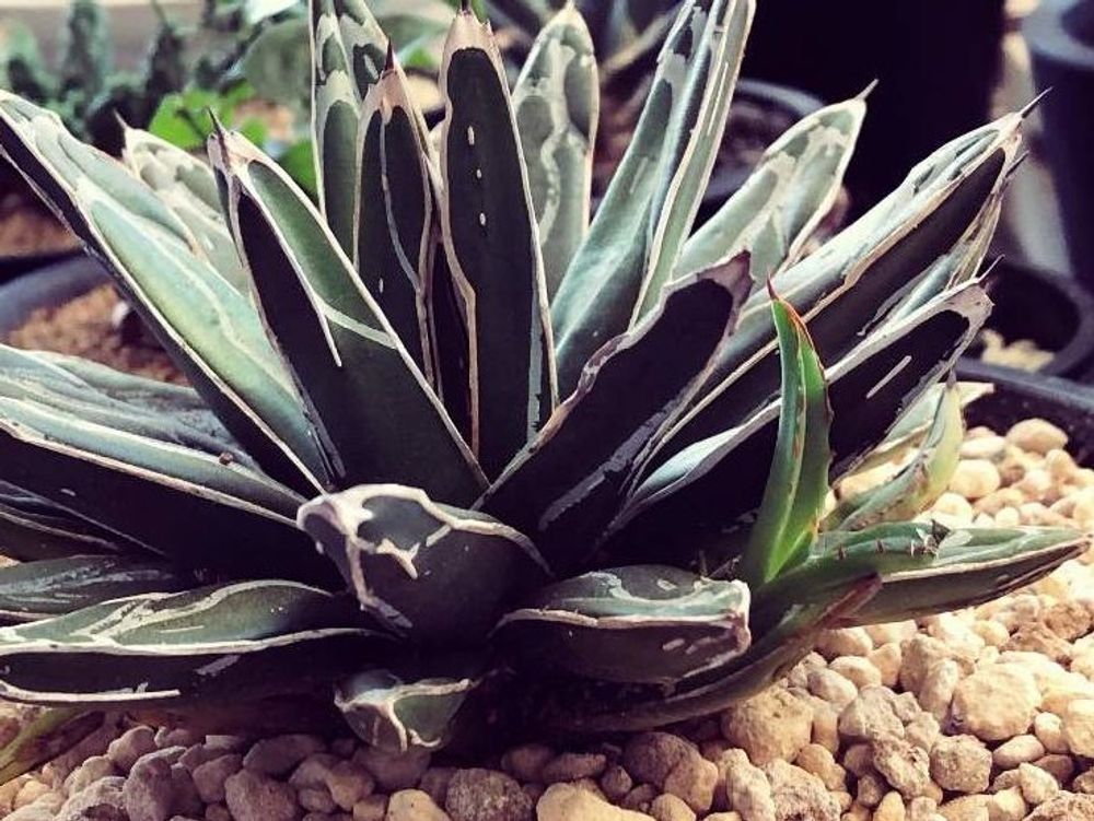 アガベ・笹の雪　用土