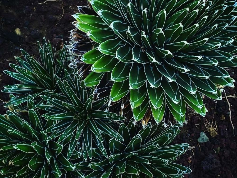 アガベ・笹の雪　株