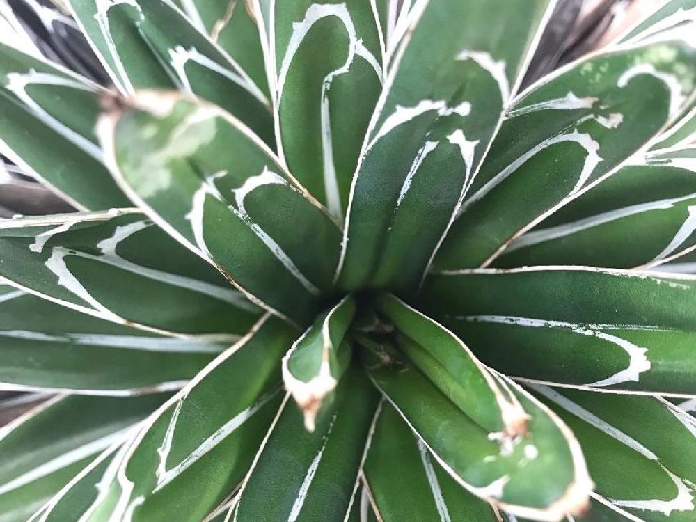 アガベ・笹の雪　株