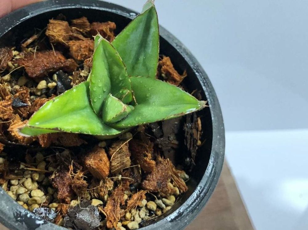 アガベ・笹の雪　鉢植え