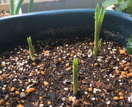 チューベローズ 月下香 の育て方 球根の植え付け時期や方法 増やし方は Greensnap グリーンスナップ