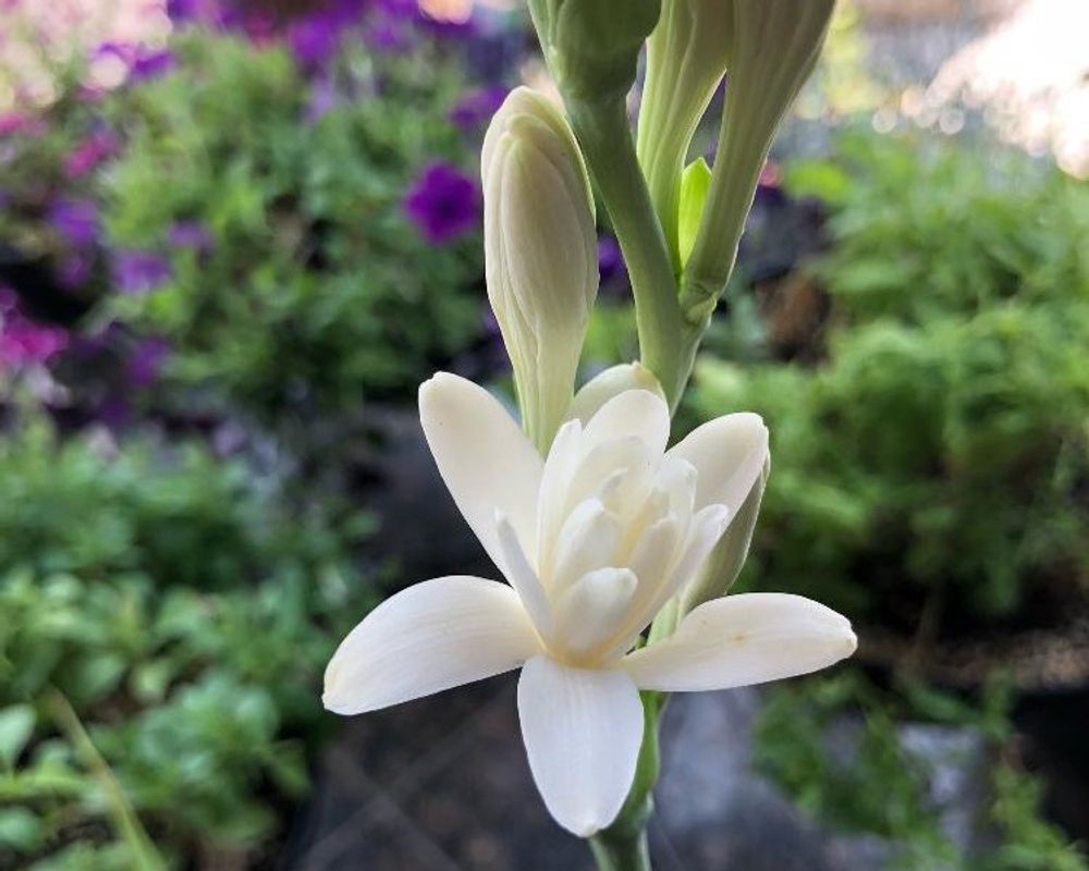 チューベローズ、Photo by t-blueさん