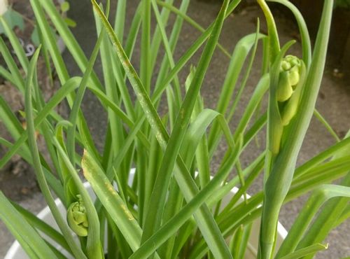 チューベローズ 月下香 の育て方 球根の植え付け時期や方法 増やし方は Greensnap グリーンスナップ