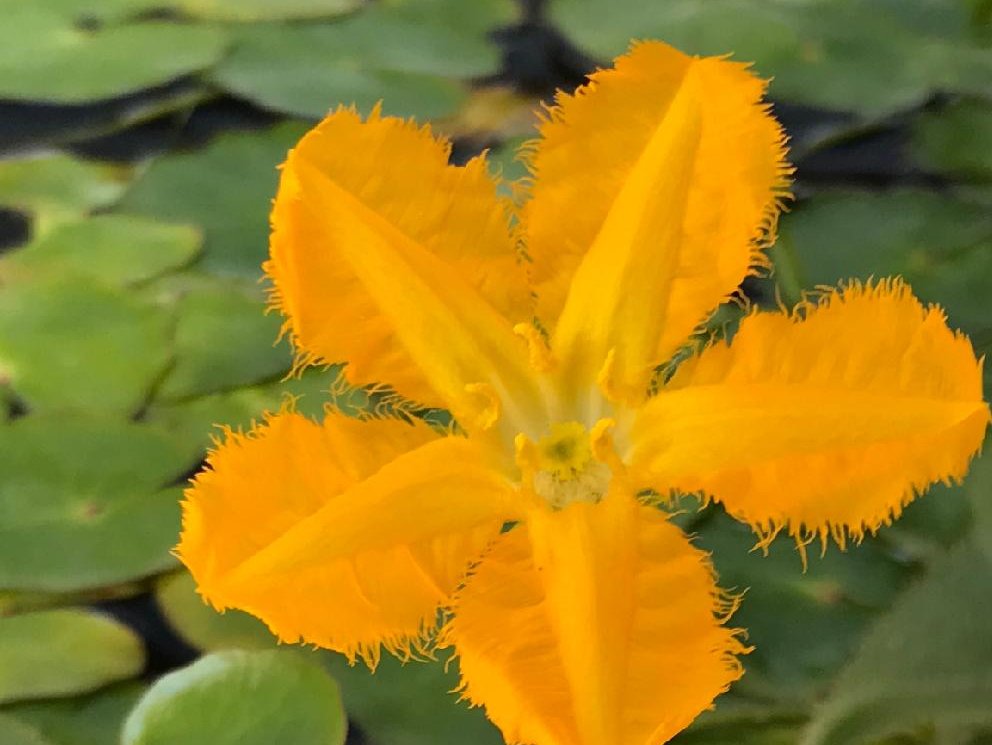アサザ　オレンジ色の花　水面