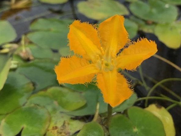 アサザ　水面　オレンジ色の花