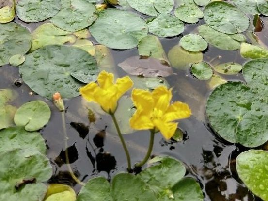 アサザ　水面　黄色い花