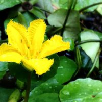 アサザの育て方｜植え付けや植え替えの方法は？水やりは必要？の画像