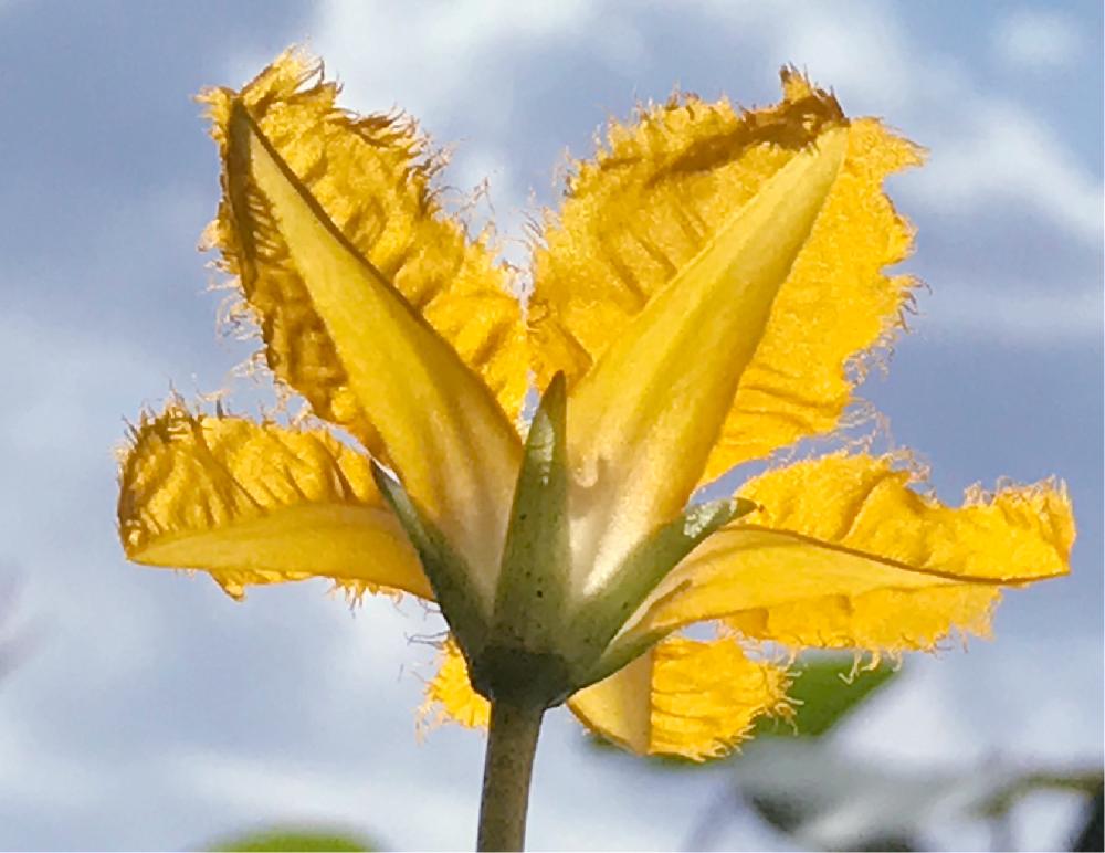 アサザ　黄色い花