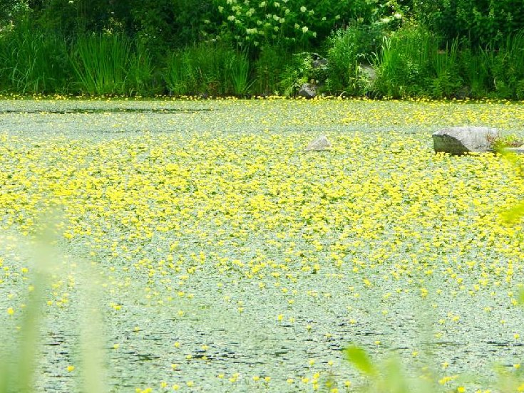 アサザ　水面　黄色い花