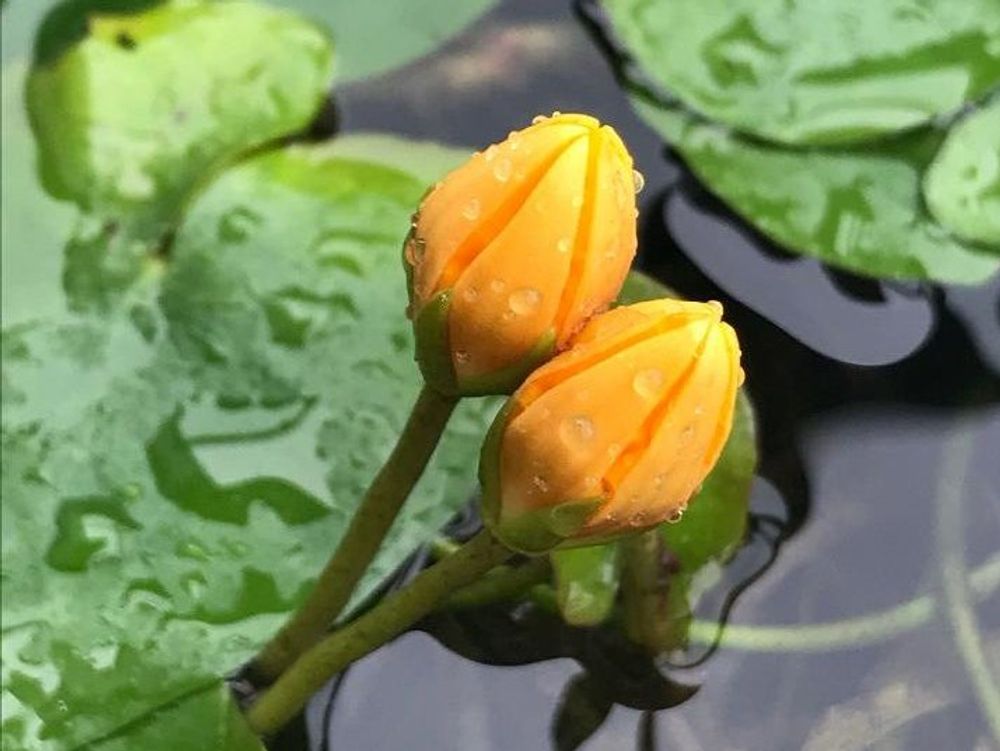 アサザ　水面　オレンジ色の蕾