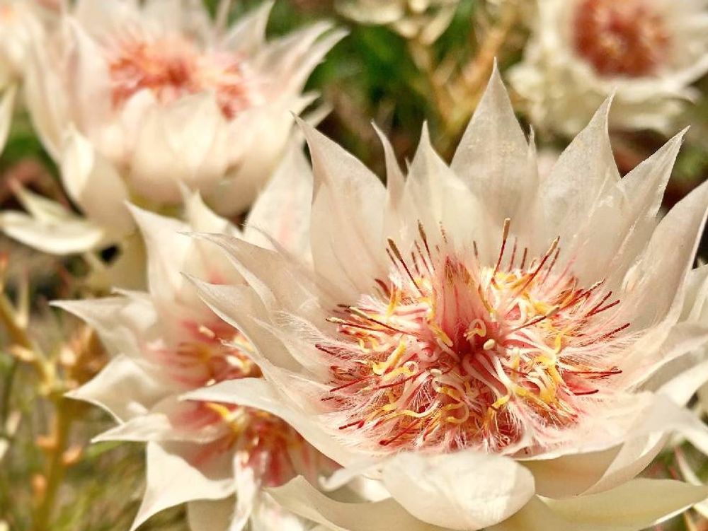 セルリア　白い花