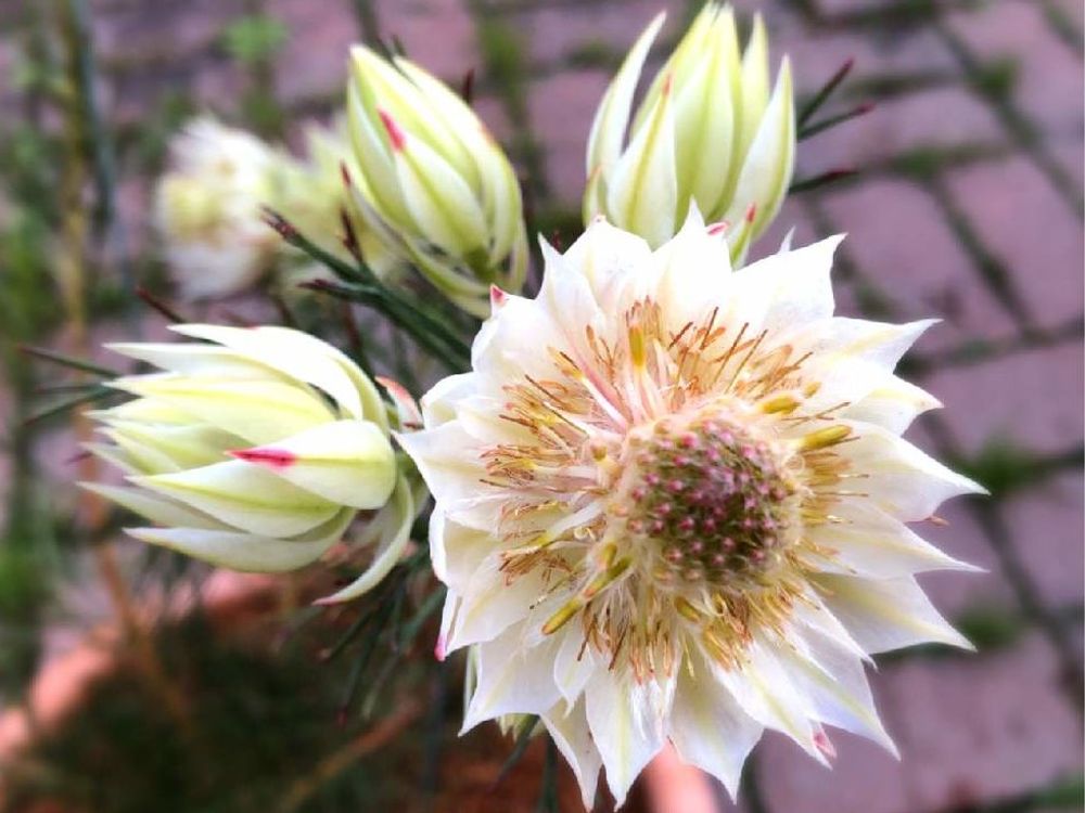 セルリア　鉢植え　白い花