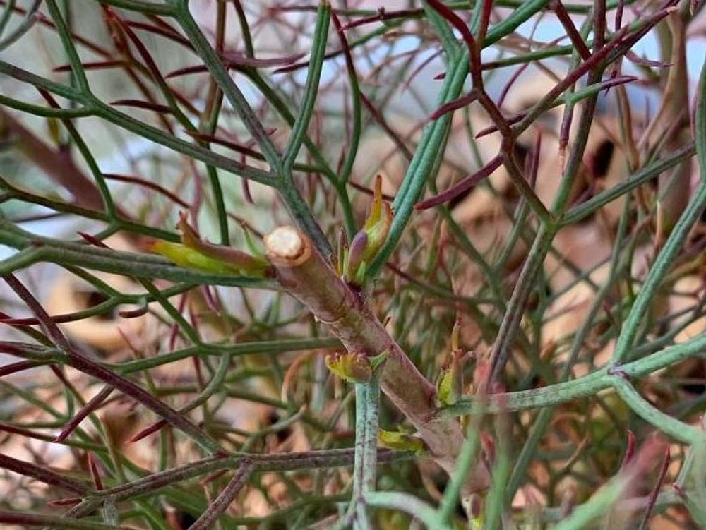 セルリア　枝葉