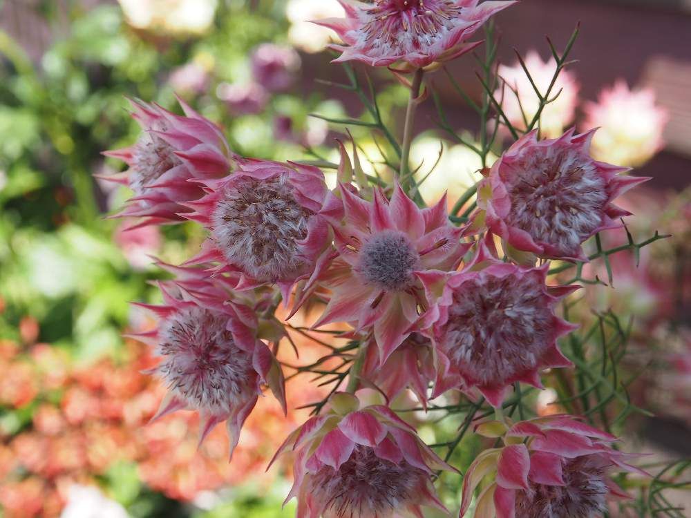 セルリア　赤い花