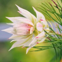 セルリアの育て方｜植え替え時期は？剪定は必要？の画像