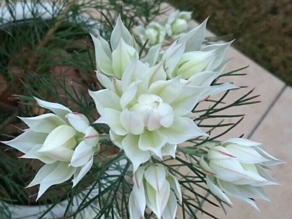 セルリア　鉢植え　白い花