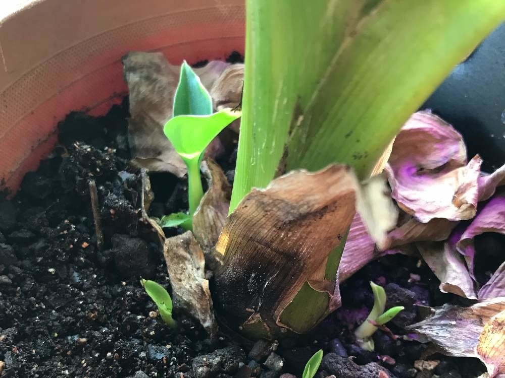 バナナの木　鉢植え　株