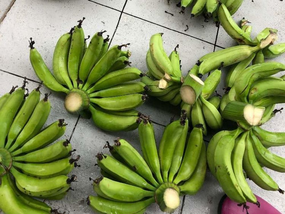 バナナの木Photo by 康吉さん