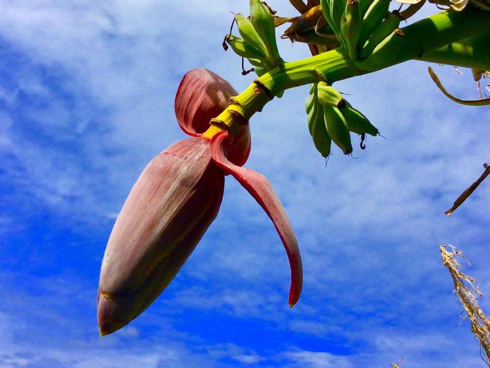 バナナの木　房　青空