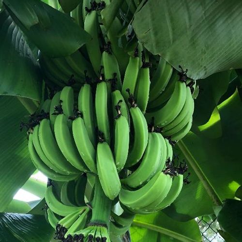 バナナの木の育て方 肥料の与え方や収穫時期は 家でも栽培できる Greensnap グリーンスナップ