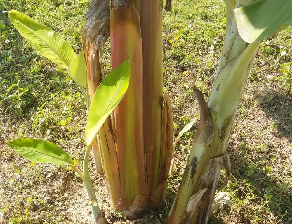 バナナの木　地植え　株