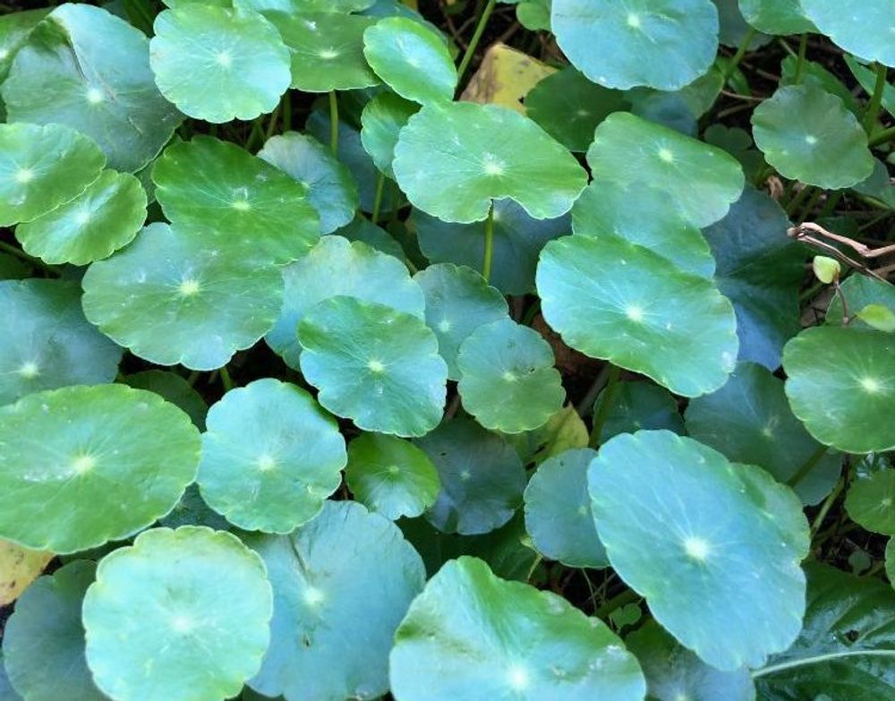 ウォーターマッシュルーム、Photo by 709_Naoki OGさん