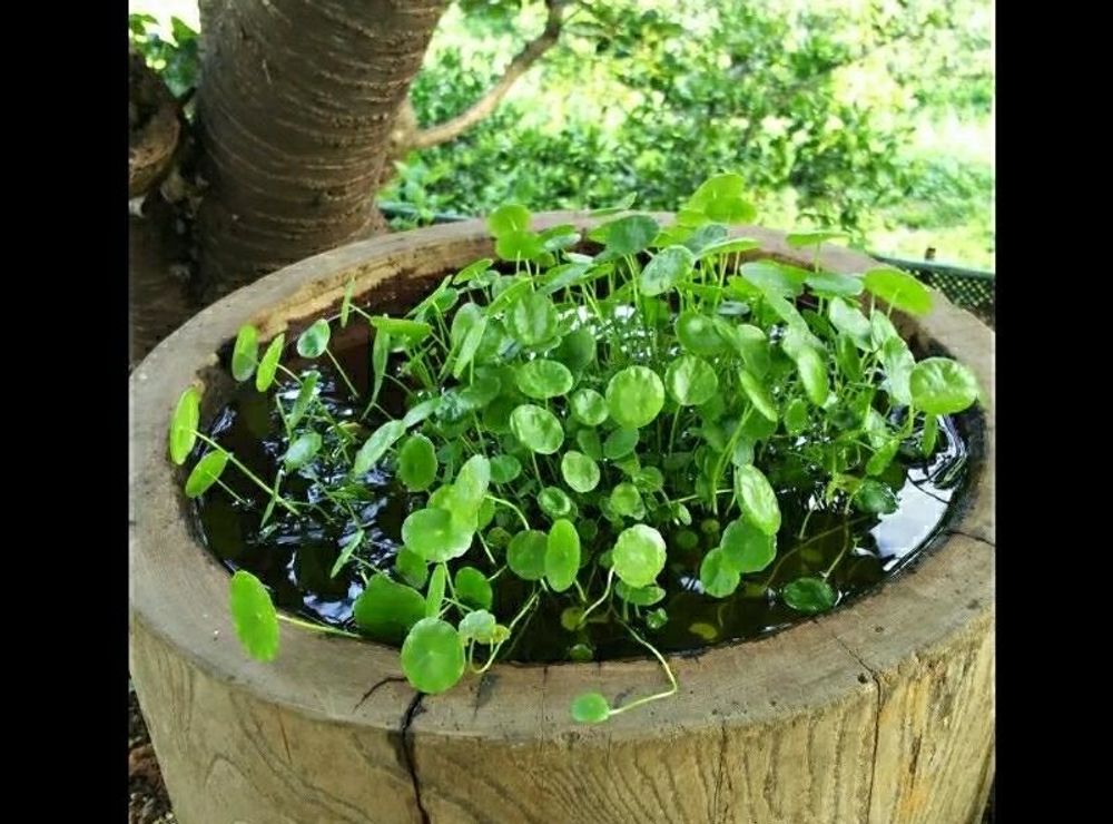 ウォーターマッシュルーム、Photo by ゆみりんさん