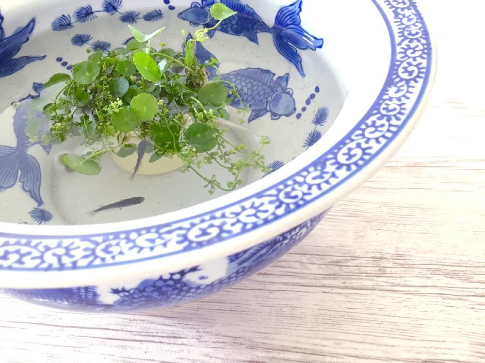 ウォーターマッシュルーム、Photo by マキアートさん