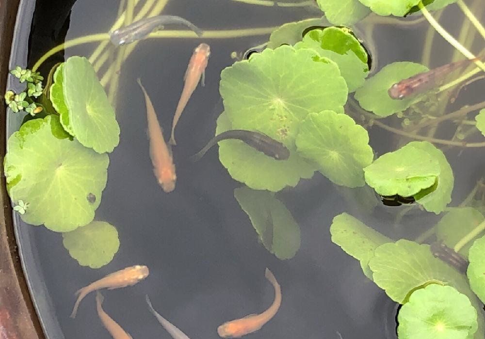 ウォーターマッシュルーム、Photo by みんさん