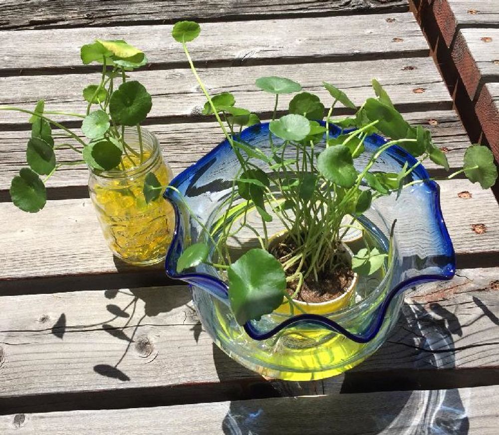 ウォーターマッシュルーム、Photo by せなさん