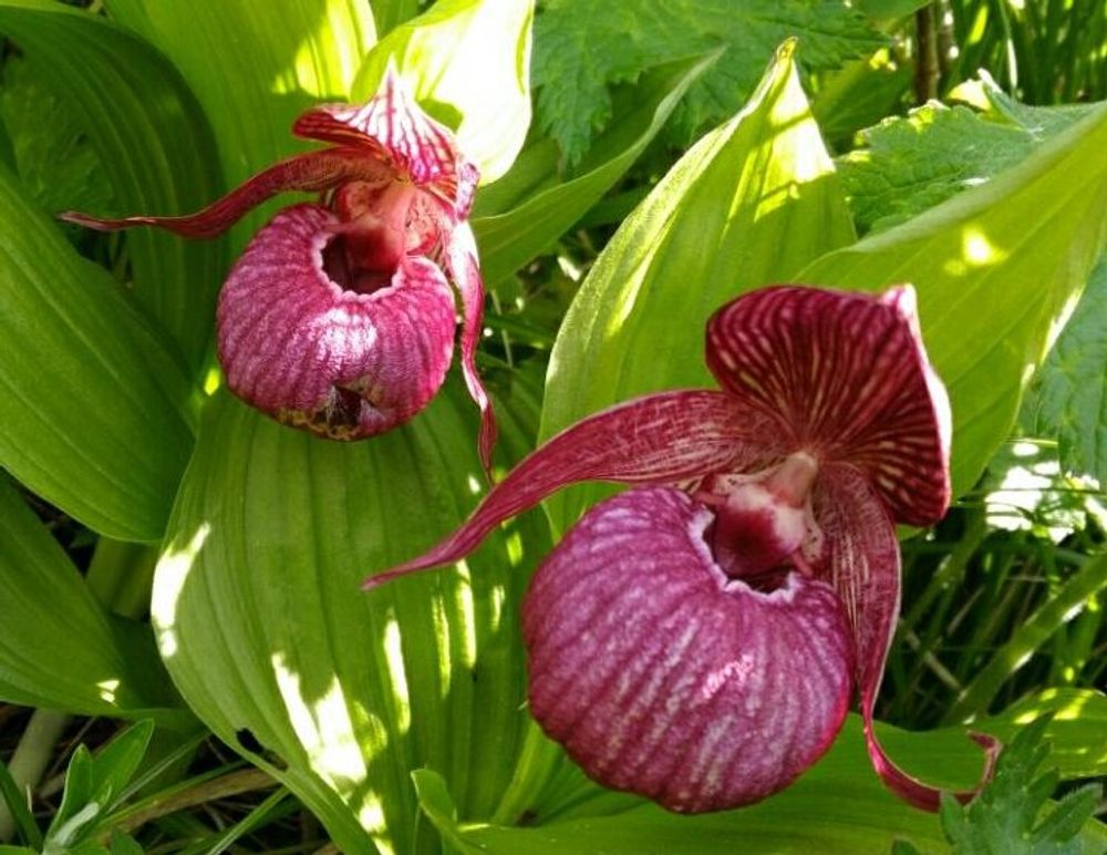 アツモリソウ(敦盛草)　赤い花