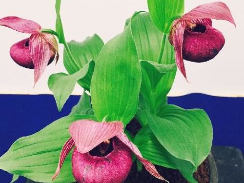 アツモリソウ 敦盛草 の育て方 植え替えは必要 栽培はむずかしい Greensnap グリーンスナップ