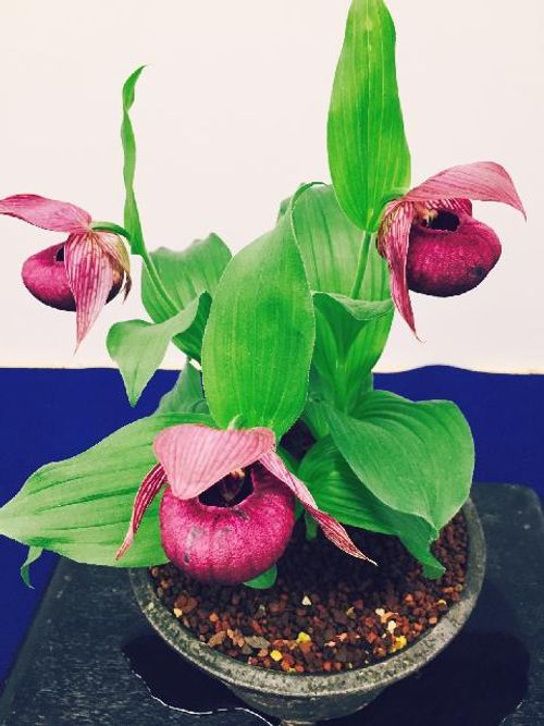 アツモリソウ 敦盛草 の育て方 植え替えは必要 栽培はむずかしい Greensnap グリーンスナップ