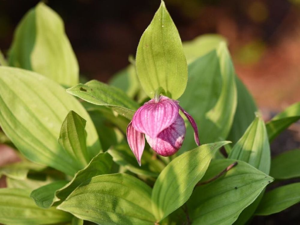 アツモリソウ(敦盛草)　赤い花　夕日
