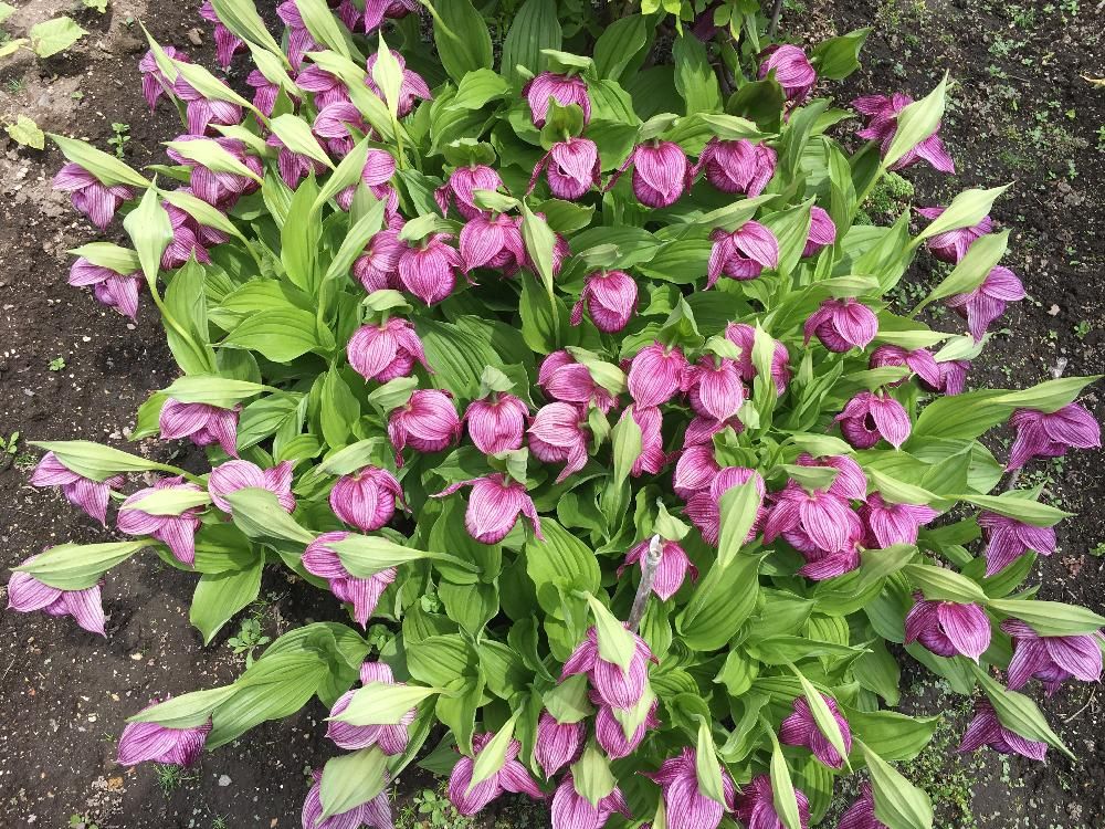 アツモリソウ(敦盛草)　地植え　紫色の花