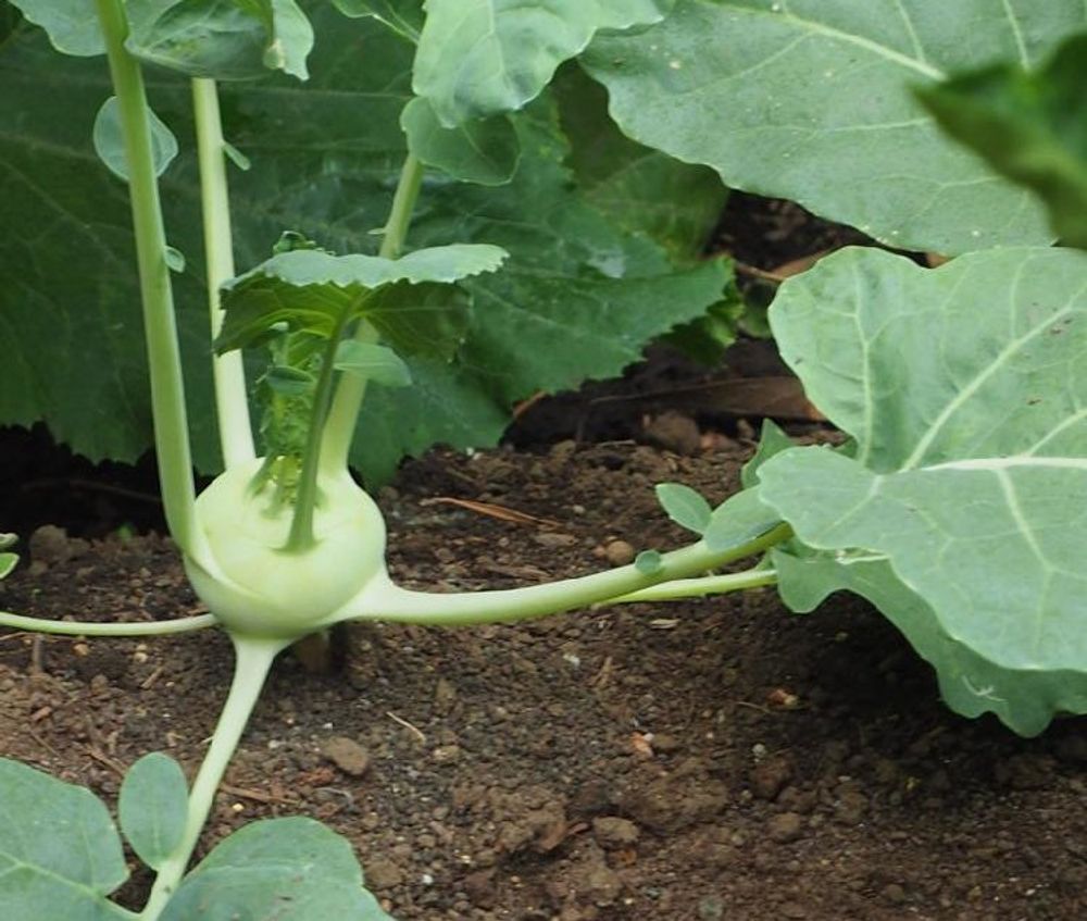 コールラビ Photo by さぁ～ちゃん