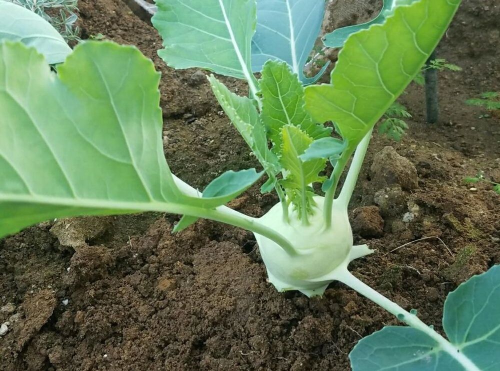 コールラビ Photo by navy 