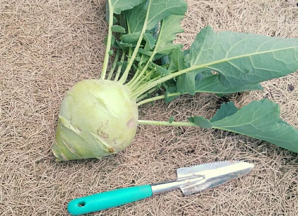 コールラビ Photo by navy 