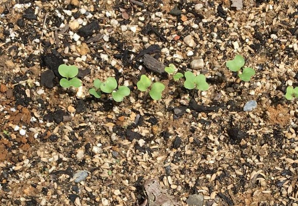 コールラビ Photo by ちくわ