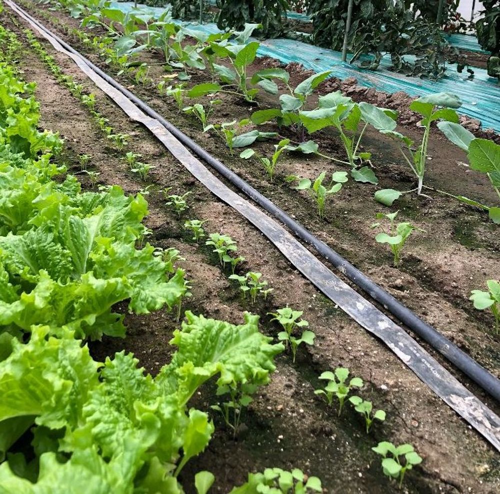 コールラビ Photo by ウマさん