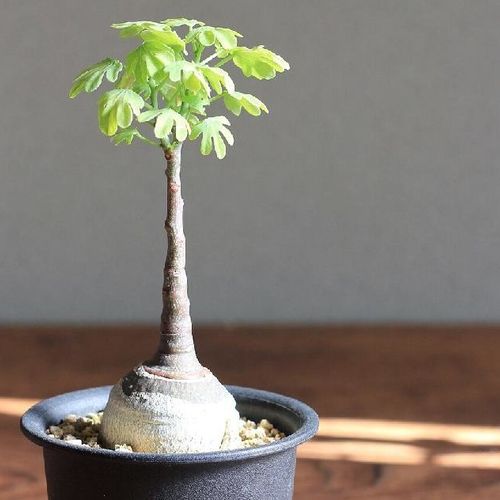 アデニア グラウカ 良形