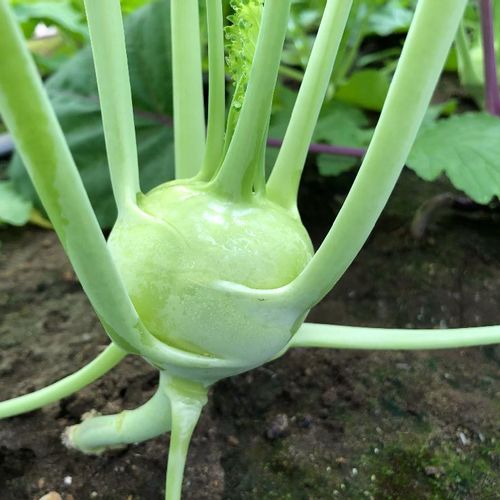 コールラビの育て方 種まきや収穫の時期と方法は Greensnap グリーンスナップ