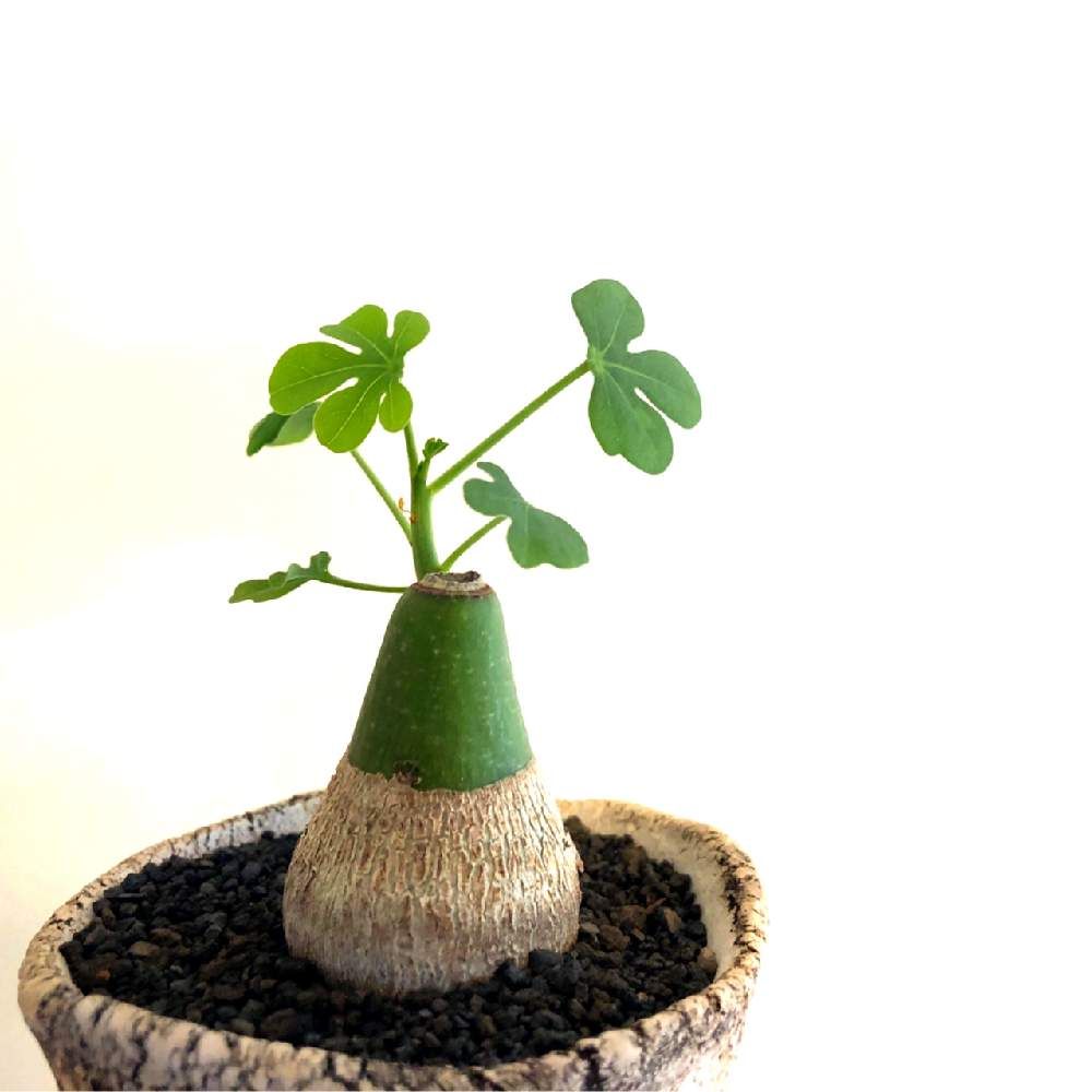 アデニア・グラウカ　Photo by coma0626jpさん