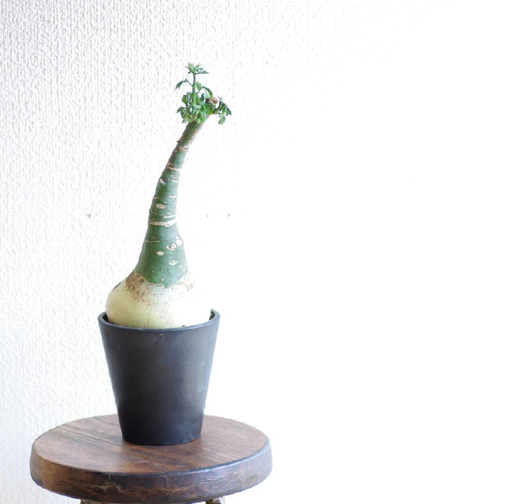 アデニア・グラウカ　Photo by inoka＋krehaさん