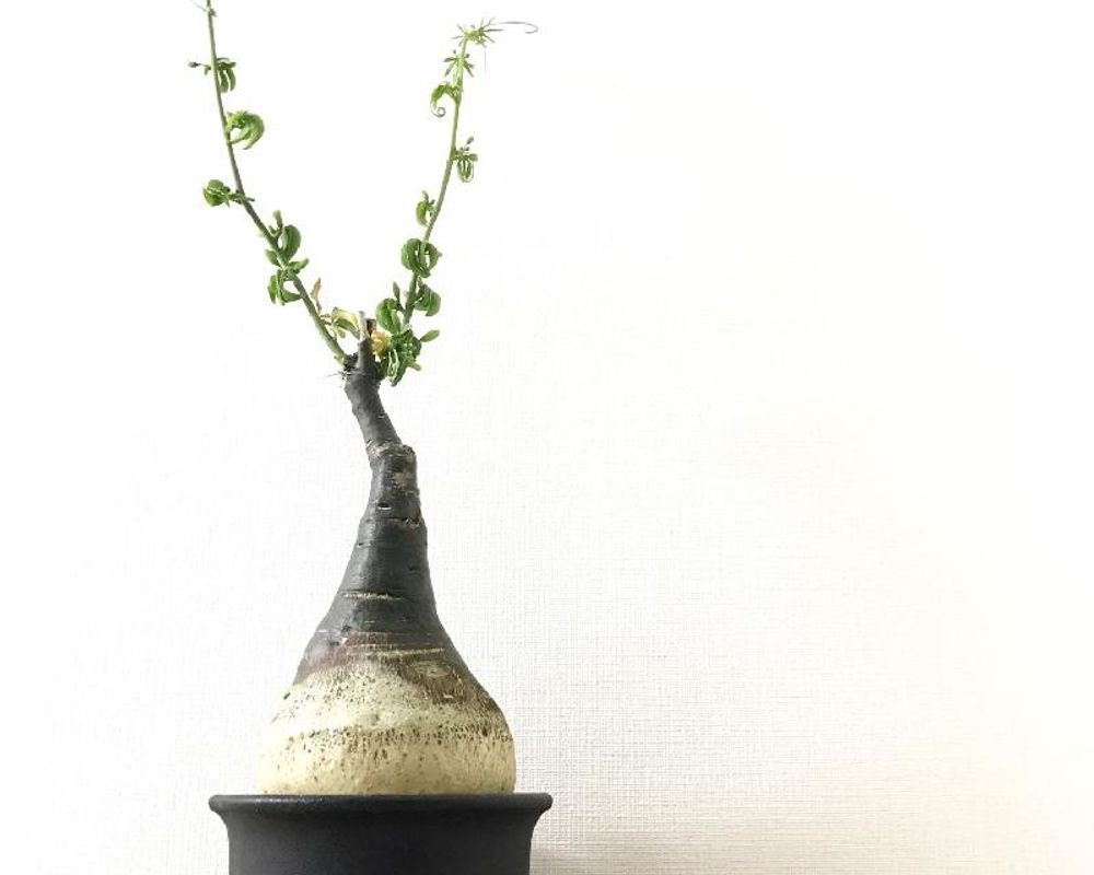 アデニア・グラウカ　Photo by ひんさん